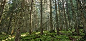 Lusenskogen Upplandsleden Knivsta