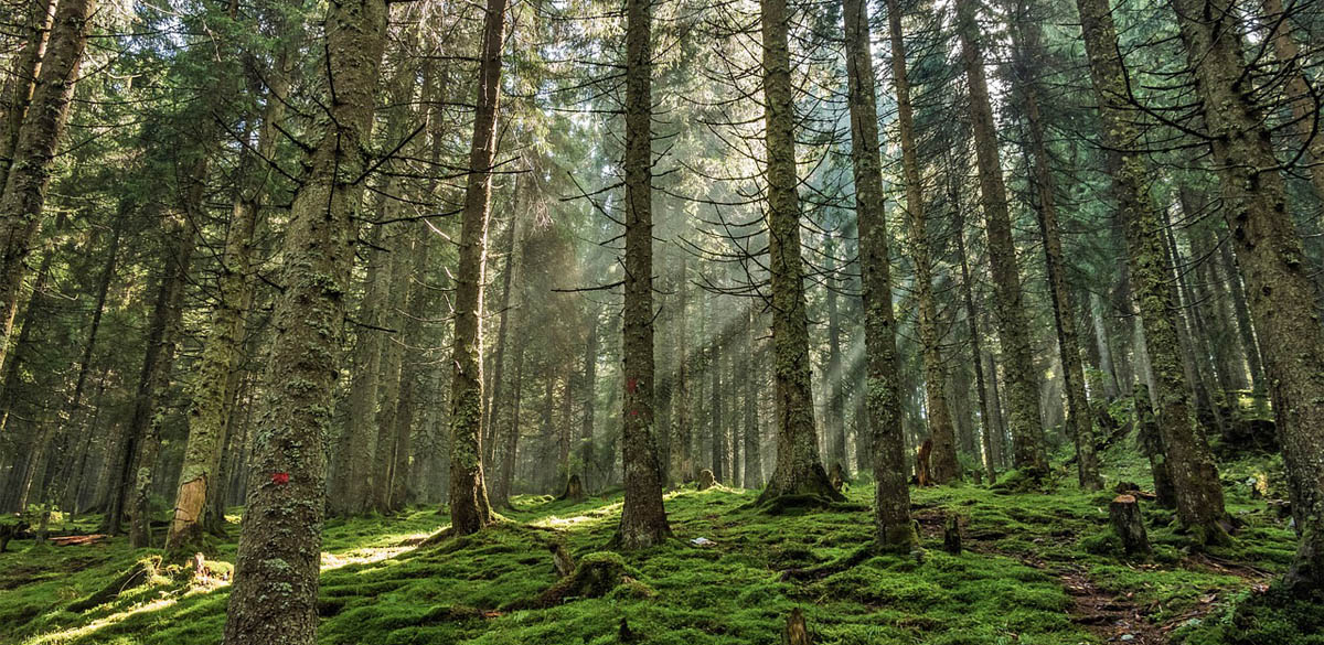 Lusenskogen Upplandsleden Knivsta