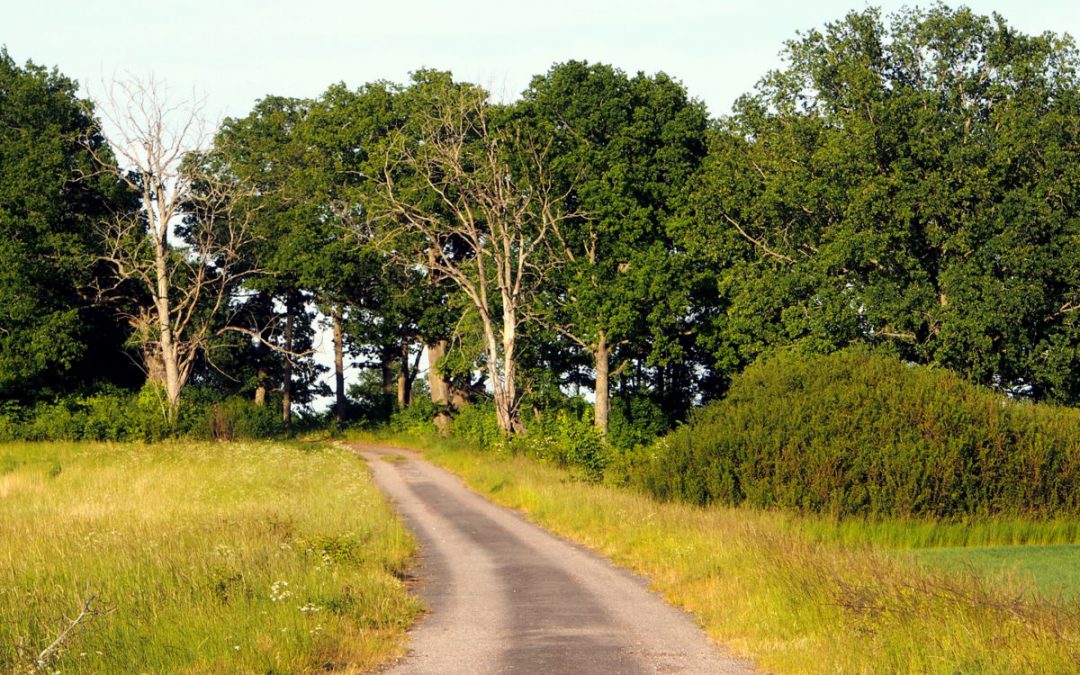 Valloxen – en cykeltur i herrgårdsmiljö