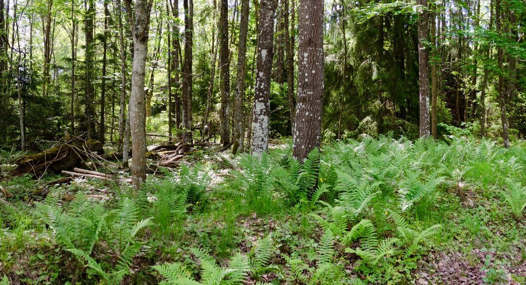 Moralundskiftet Naturreservat