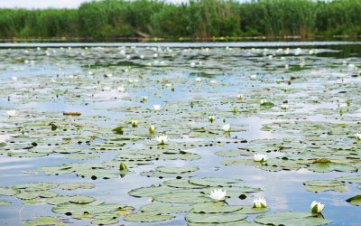 Säbysjön i natursköna Noor