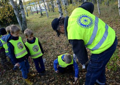 Knivsta Rotary plantering av Kungsängsliljor