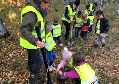 Knivsta Rotary plantering av Kungsängsliljor