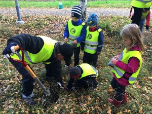 Knivsta Rotary plantering av Kungsängsliljor