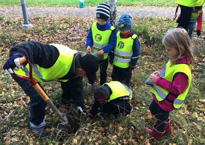 Knivsta Rotary plantering av Kungsängsliljor